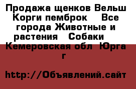 Продажа щенков Вельш Корги пемброк  - Все города Животные и растения » Собаки   . Кемеровская обл.,Юрга г.